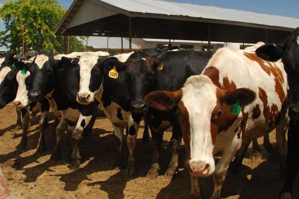 U.S. Department of Agriculture, Food and Drug Administration, Centers for Disease Control and Prevention, and State veterinary and public health officials are investigating an illness among dairy cows